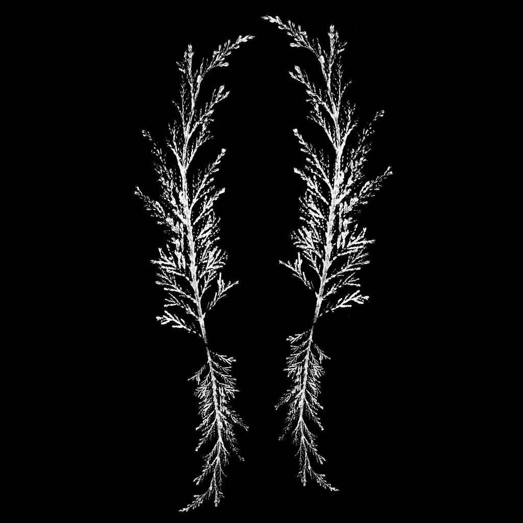 Music at the Heart of Teesdale