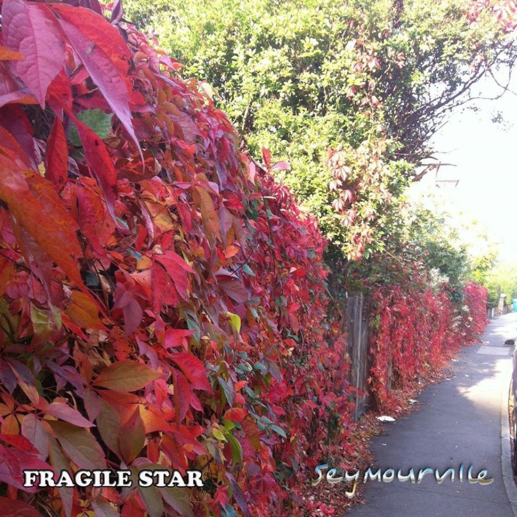 Fragile Star