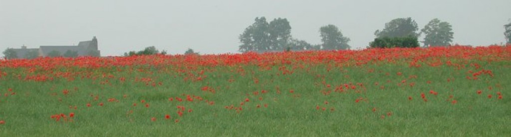 Poppy´s Folk & Acoustic Music Evenings