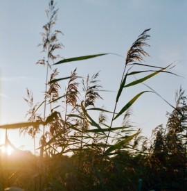 Honest and Stirring - ´Joya´ by Josi Costi